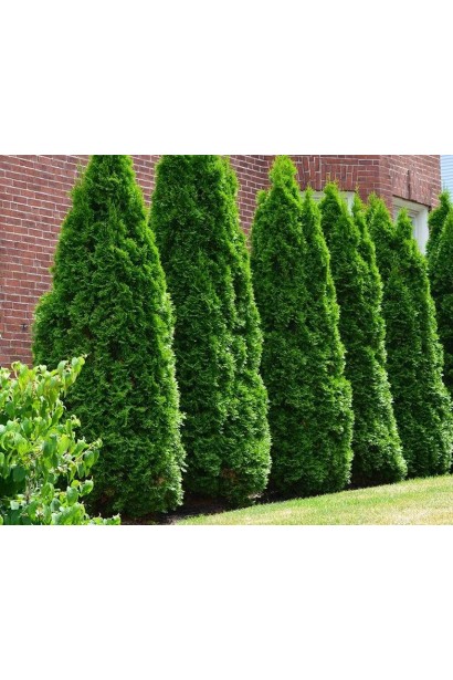 Туя західна Веймар в ландшафті